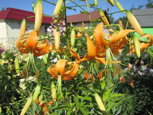 IMG_4951 1.jpg