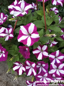 IMG_20210724_185721.jpg