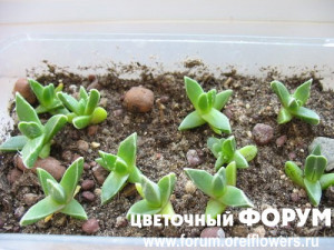 Растём