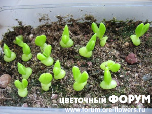 Так все начиналось...