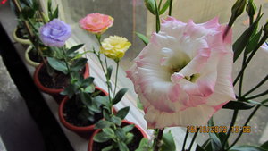 IMG_6994.jpg
