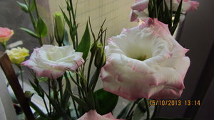 IMG_7026.jpg