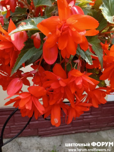 IMG_20250727_134809.jpg