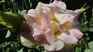 IMG_4315_1.jpg