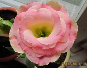IMG_7077_1.jpg