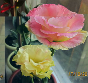 IMG_7087_1.jpg