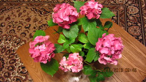 IMG_7657.JPG