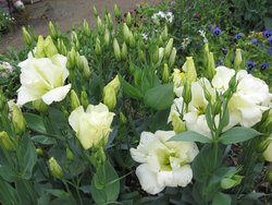 IMG_1032.JPG