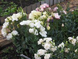 IMG_1055.JPG